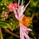 The Climbing Aster is the Most Interesting and Unique Fall Flower