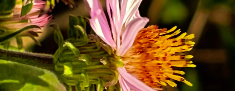 The climbing aster blooms in the late summer through fall until the first frost.