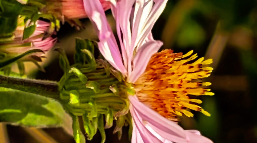 The climbing aster blooms in the late summer through fall until the first frost.