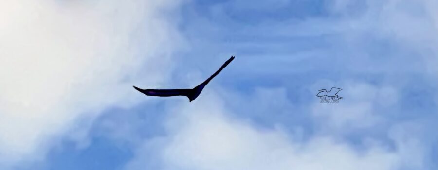 A black vulture soars on thermals in the late afternoon as the moon begins to rise.