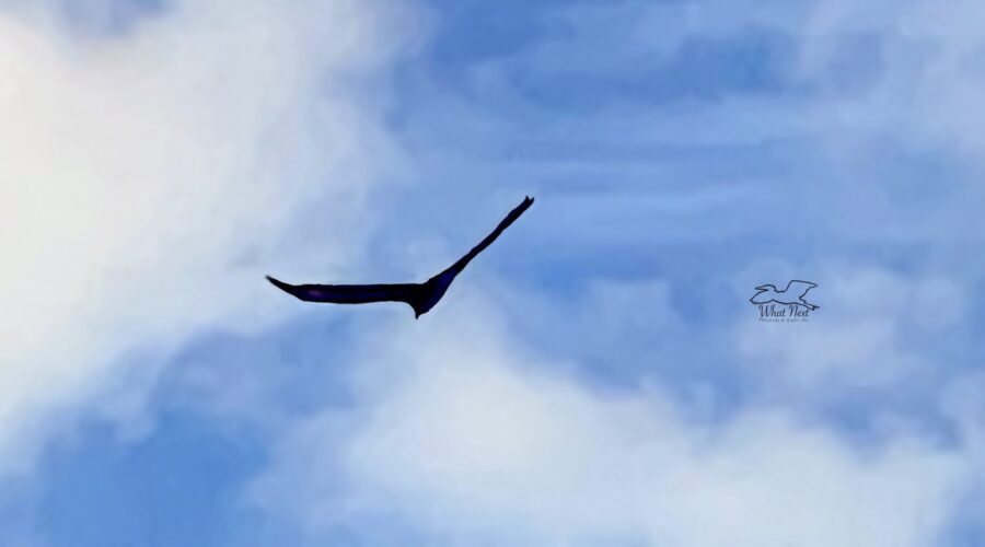 A black vulture soars on thermals in the late afternoon as the moon begins to rise.