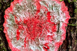 The Christmas Wreath lichen gets its name from its red and green colors and round shape.