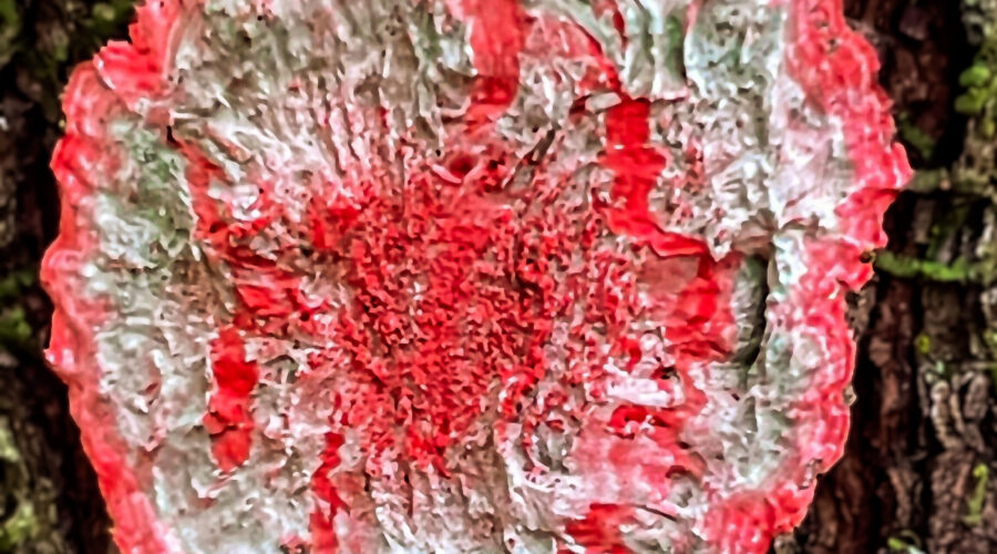 The Christmas Wreath lichen gets its name from its red and green colors and round shape.