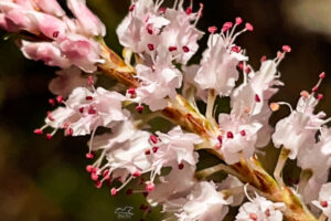 Tamarisk flowers are known for their irregular petals and multiple stamens with dark pink anthers.