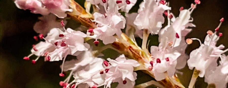 Tamarisk flowers are known for their irregular petals and multiple stamens with dark pink anthers.