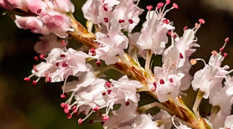 Tamarisk flowers are known for their irregular petals and multiple stamens with dark pink anthers.