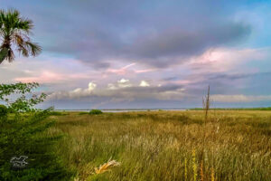The tidal marsh is one of Florida’s wetland habitats.