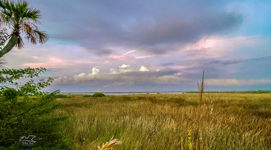 The tidal marsh is one of Florida’s wetland habitats.