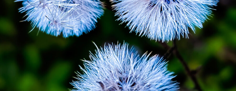 Coastalplain hawkweed seed heads look awesome with a blue tint.