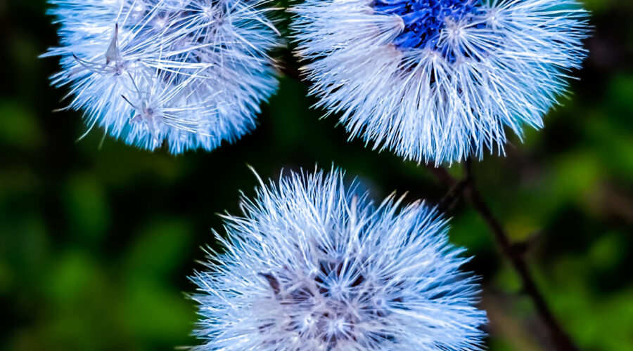 Coastalplain hawkweed seed heads look awesome with a blue tint.