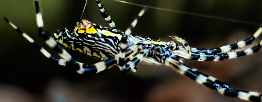 Spiders, especially large ones like this black and yellow garden spider, are quite acrobatic as they race around spinning webs.