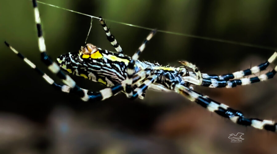 Spiders, especially large ones like this black and yellow garden spider, are quite acrobatic as they race around spinning webs.