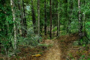 A path heads into the woods and off into the unknown.