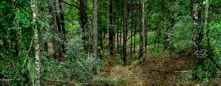 A path heads into the woods and off into the unknown.