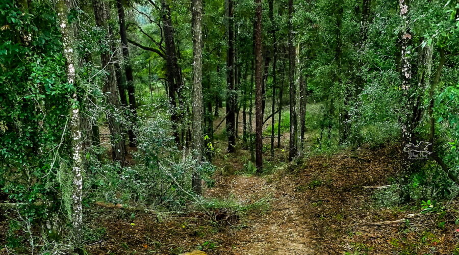 A path heads into the woods and off into the unknown.