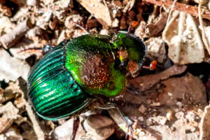 A female rainbow scarab beetle walks around using its strong legs to easily handle loose debris.