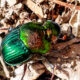 The Colorful Rainbow Scarab Beetle is Great for the Environment
