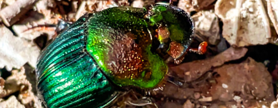 A female rainbow scarab beetle walks around using its strong legs to easily handle loose debris.