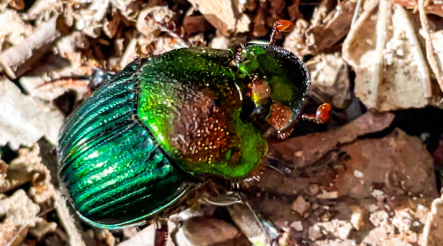 A female rainbow scarab beetle walks around using its strong legs to easily handle loose debris.
