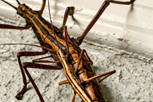 This pair of Southern two-striped walkingsticks shows the huge difference in size between the male and female.