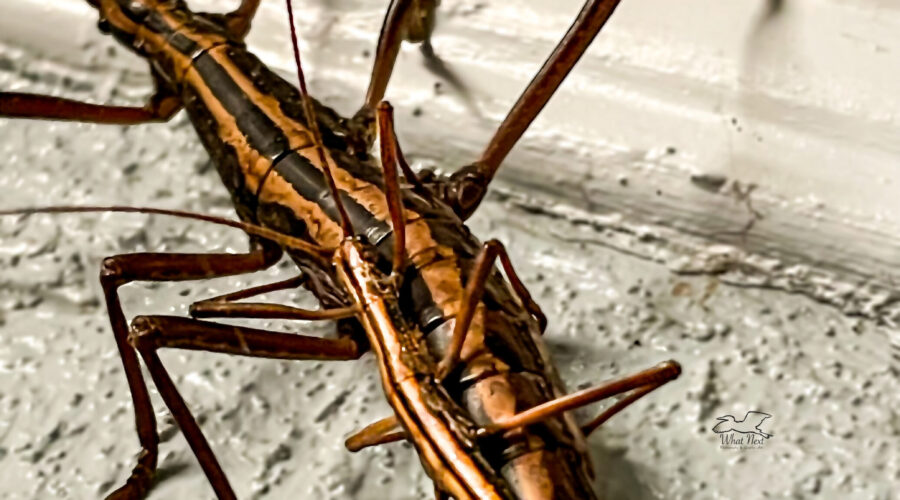 This pair of Southern two-striped walkingsticks shows the huge difference in size between the male and female.
