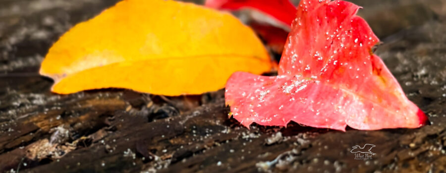 A group of fall leaves shine in crimson and gold in contrast to the wood they landed on.