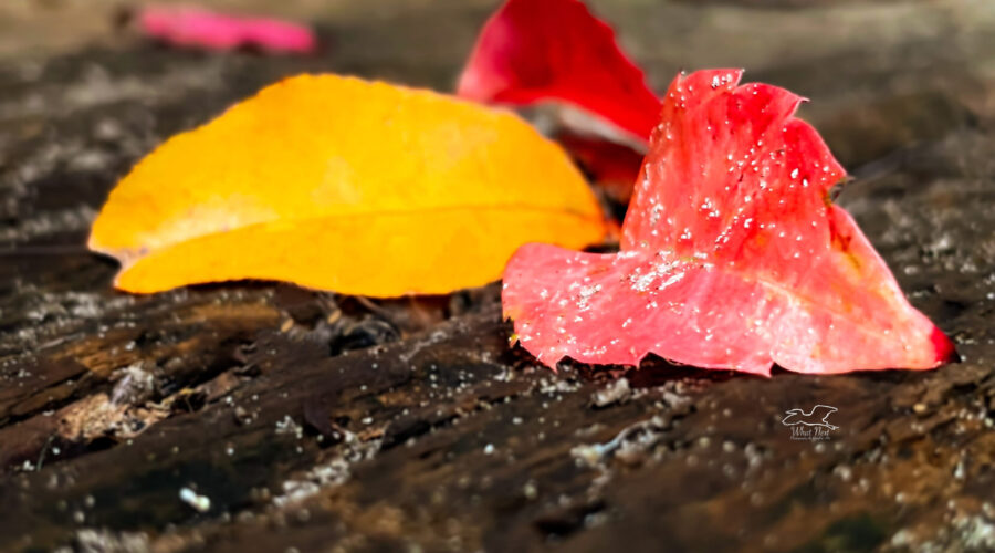 A group of fall leaves shine in crimson and gold in contrast to the wood they landed on.