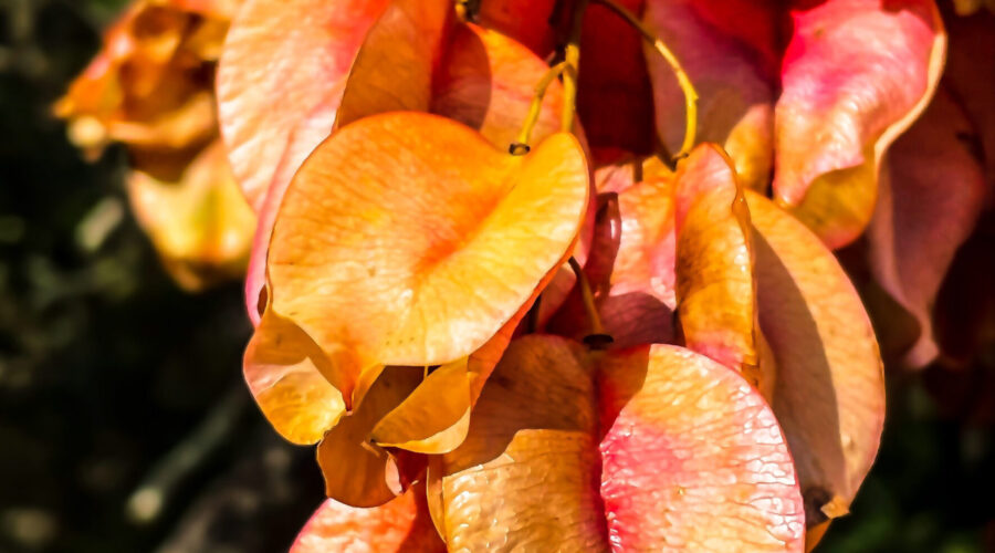 The flowers of the golden raintree are a vibrant pinkish yellow that’s very attractive.