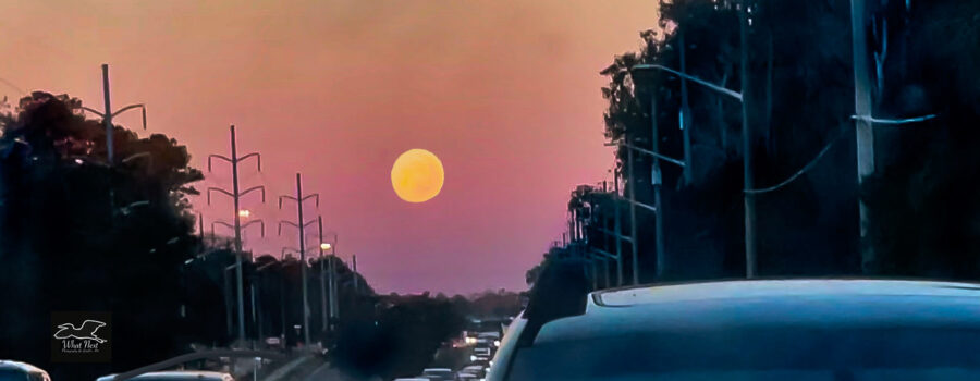 The first full moon of 2023 looms large on the eastern horizon over traffic heading home.
