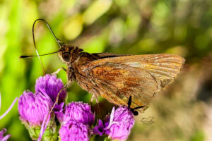 The clouded skipper is a great fall pollinator.