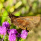The Clouded Skipper is a Pretty Cool Little Butterfly