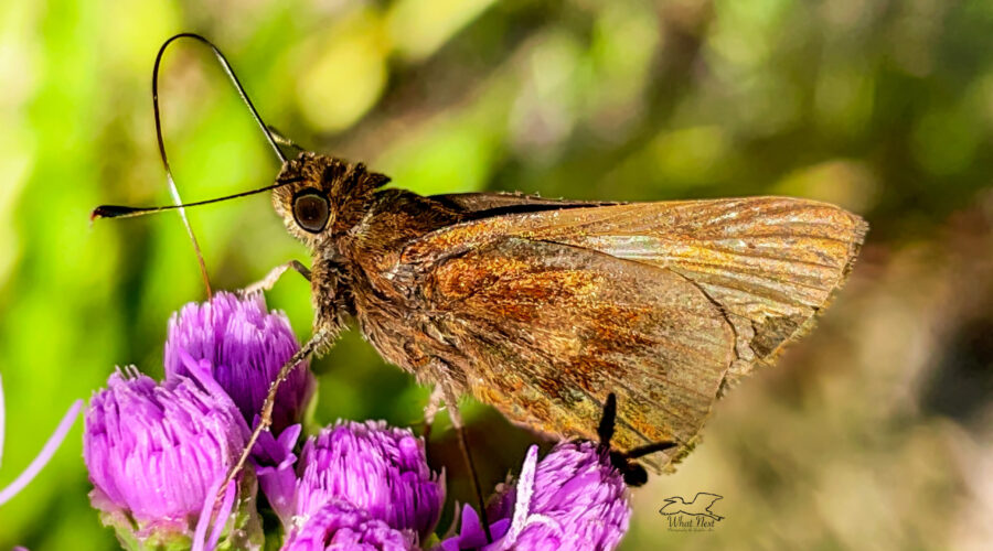 The clouded skipper is a great fall pollinator.