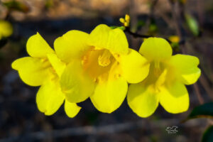 Carolina jessamine flowers begin to glow as they climb fences and trees and flower in the early spring.