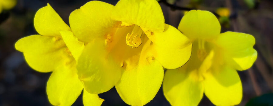 Carolina jessamine flowers begin to glow as they climb fences and trees and flower in the early spring.