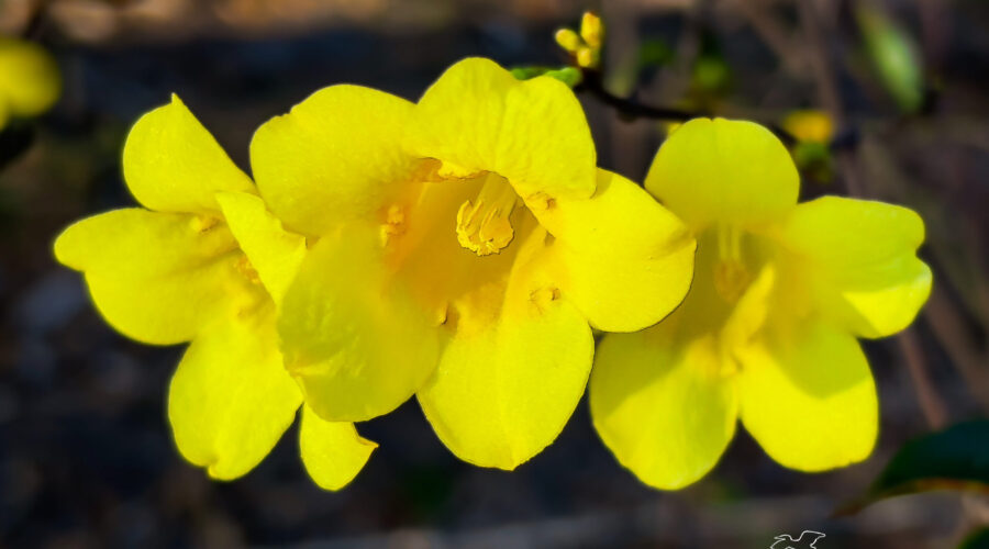 Carolina jessamine flowers begin to glow as they climb fences and trees and flower in the early spring.