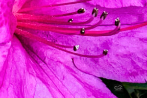A Closeup of an azalea flower shows off its perfectly pink petals.