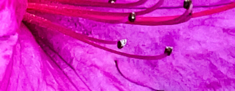 A Closeup of an azalea flower shows off its perfectly pink petals.