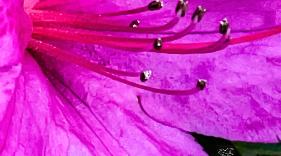 A Closeup of an azalea flower shows off its perfectly pink petals.