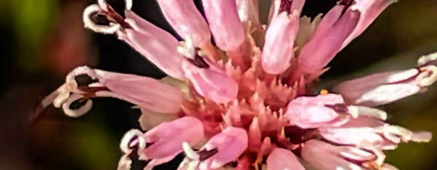 Coastalplain Palafox can be distinguished from other Florida palafoxes by the pink petals at the base of the flowers and their curly stamens.