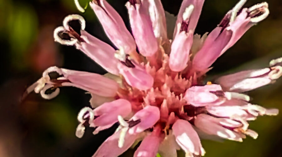 Coastalplain Palafox can be distinguished from other Florida palafoxes by the pink petals at the base of the flowers and their curly stamens.