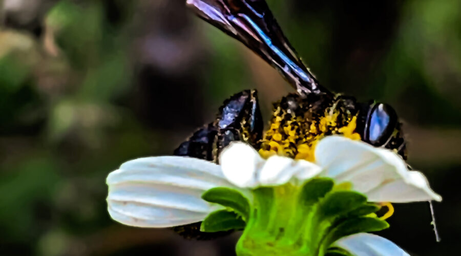 A carpenter-mimic leaf-cutter bee eagerly feeds on nectar from a blackjack flower.