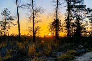 The golden color of the sinking sun creates a glow on the grasses and other undergrowth in the Florida sandhills.