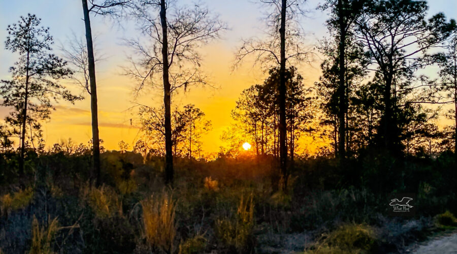 The golden color of the sinking sun creates a glow on the grasses and other undergrowth in the Florida sandhills.