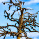 Dead Trees Can be Fantastic and Beautiful Artistic Subjects
