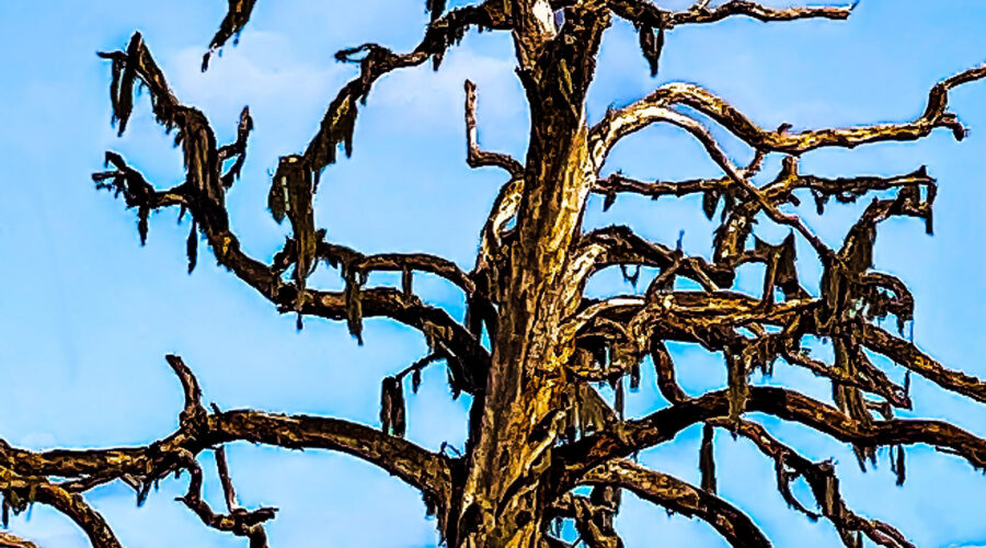 An old, dead oak tree rises up to the sky on a beautiful fall day.