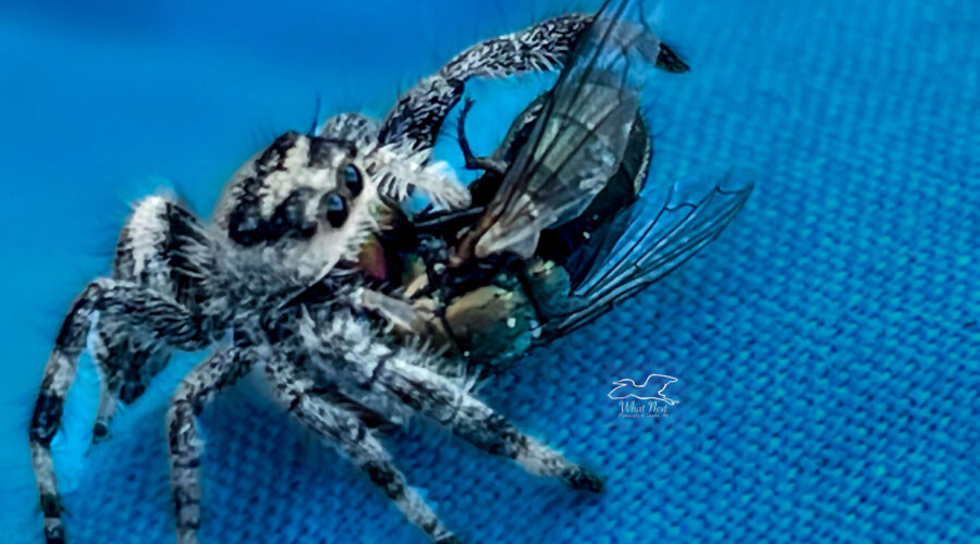 A canopy jumping spider prizes it’s captured prey, a house fly.