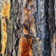 Pine Tree Bark has Fantastic  Texture and is Quite Colorful
