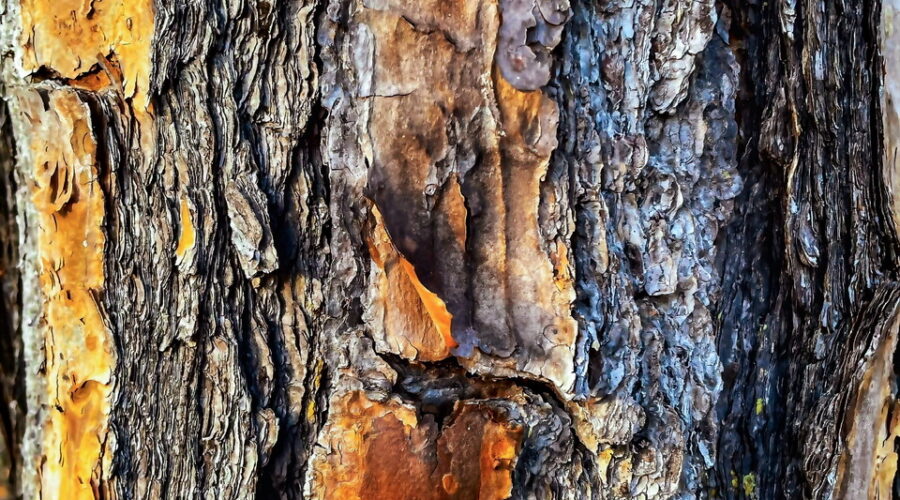 Pine trees, such as this longleaf pine, are known for their beautifully textured and colored bark.