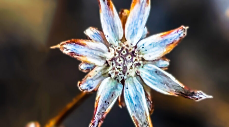 Greater masterwork flowers retain some of their beauty even when dried out.