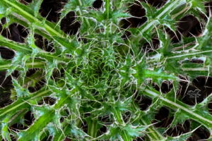 The body of the purple thistle is made up of multiple rings of spiked leaves.